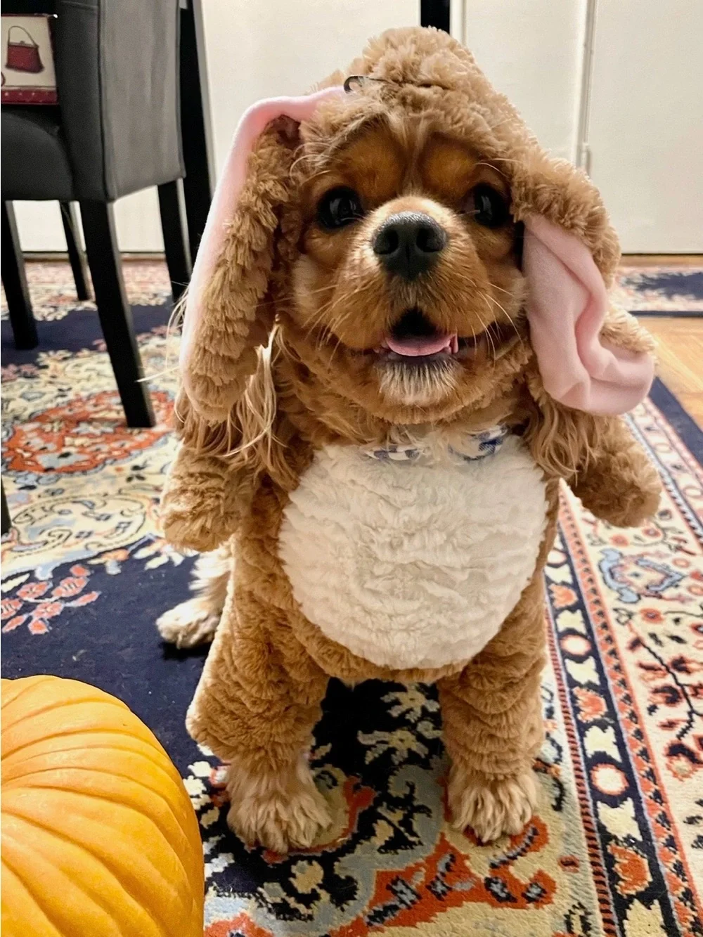 Cute dog costume
